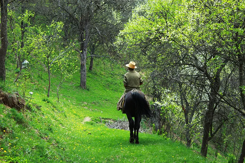 Horseback Riding